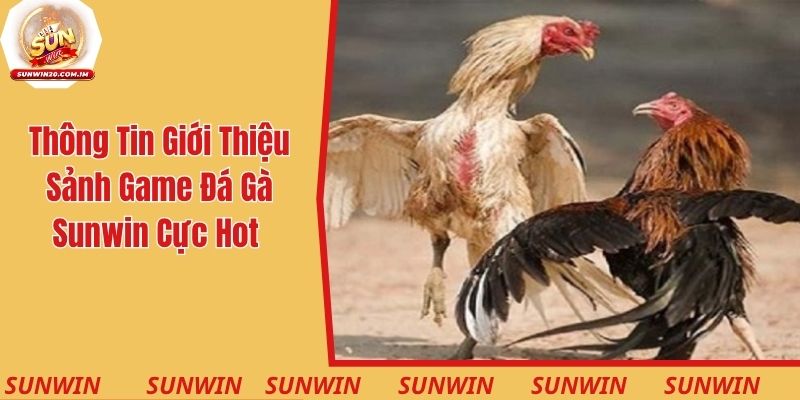 Thông tin giới thiệu về sảnh game đá gà Sunwin cực hot 